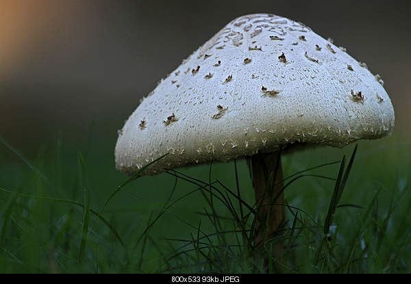 Beautiful photos from around the world.....-just-a-mushroom.jpg
