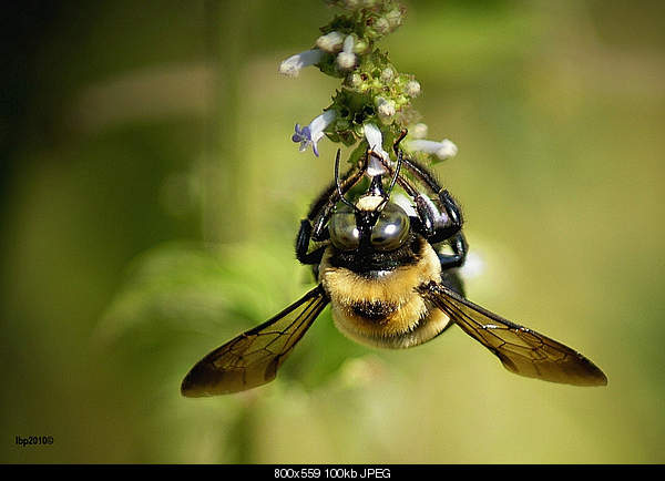 Beautiful photos from around the world.....-bee.jpg