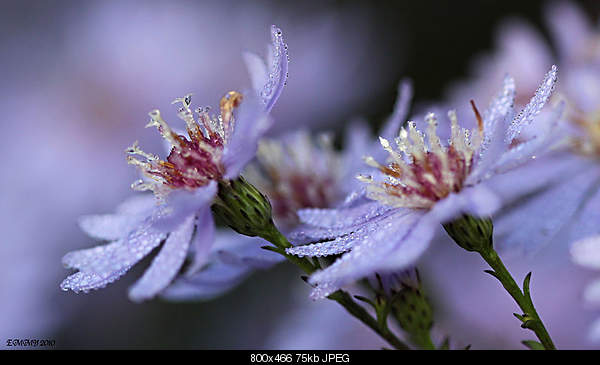 Beautiful photos from around the world.....-friday-october-8-2010-brecht-belgium.jpg