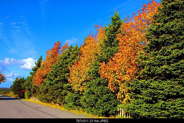 Beautiful photos from around the world.....-monday-october-18-2010-coleys-point-nl-canada.jpg