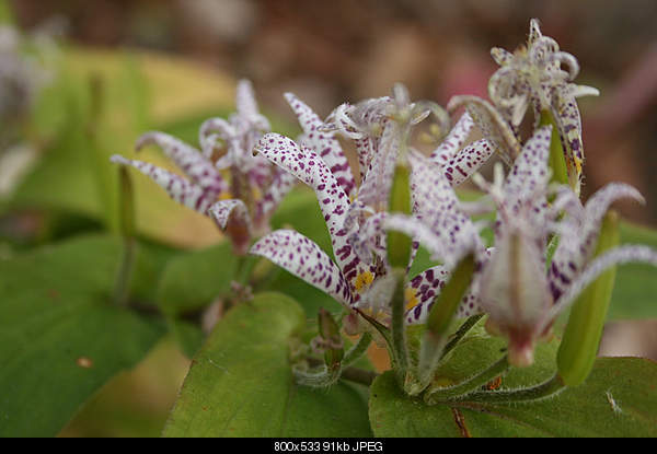 Beautiful photos from around the world.....-flower-tricyrtis.jpg