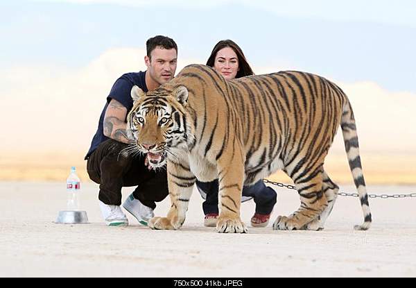 Megan Fox /   Angelina Joli ?-megan-fox-big-cats-20.jpg