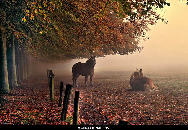 Beautiful photos from around the world.....-sunday-october-31-2010-brecht-belgium.jpg