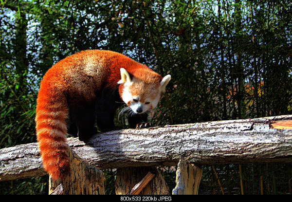 Beautiful photos from around the world.....-red-panda.jpg