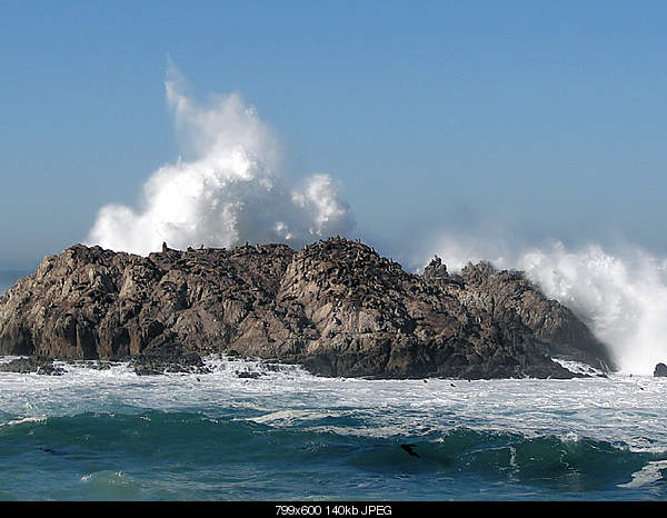 Beautiful photos from around the world.....-bird-rock-in-pebble-beach-where-numerous-sea-lions-hang-out.jpg