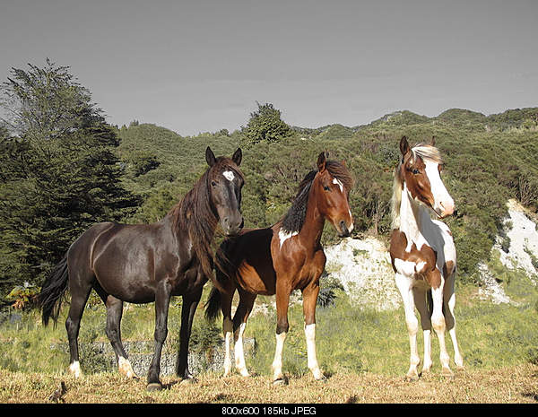 Beautiful photos from around the world.....-horse.jpg