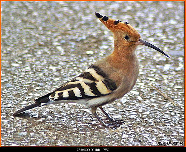 Beautiful photos from around the world.....-wednesday-december-8-2010-rehovot-israel.jpg