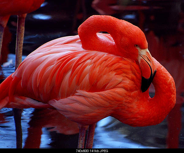 Beautiful photos from around the world.....-flamingo.jpg