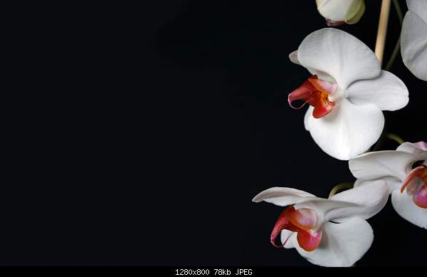 Click image for larger version

Name:	Nature_Flowers_White_Orchid__Flowers_008374_.jpg‎
Views:	1694
Size:	78.2 KB
ID:	22295