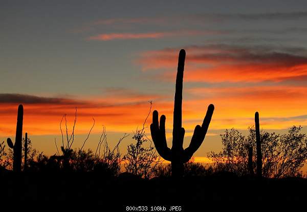 For JESUS Bible citations    Մեջբերումներ Աստվածաշնչից-saguaro-cactus-forgrounds-another-beautiful-sunrise-in-organ-pipe-cactus-national-park-az.jpg