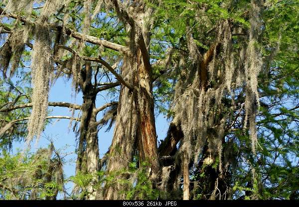 Beautiful photos from around the world.....-wednesday-february-23-2011-mossy-head-fl.jpg