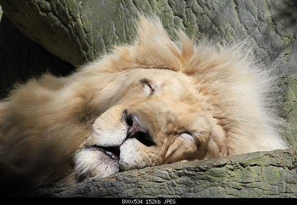 Beautiful photos from around the world.....-lion.jpg