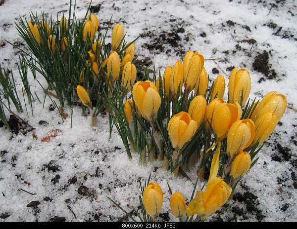 Beautiful photos from around the world.....-wednesday-february-23-2011-milwaukie-or.jpg