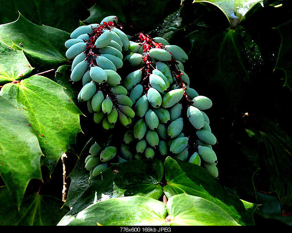 Beautiful photos from around the world.....-mahonia-berries.jpg