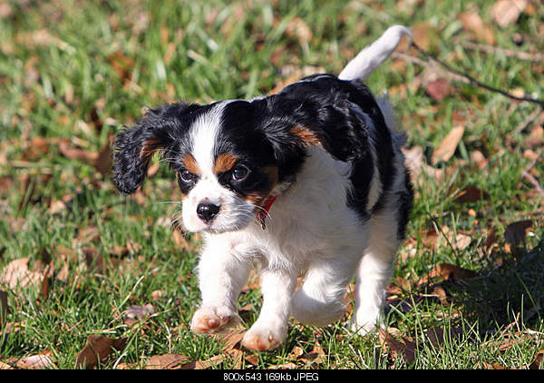 Click image for larger version

Name:	dog.jpg‎
Views:	64
Size:	169.4 KB
ID:	24511