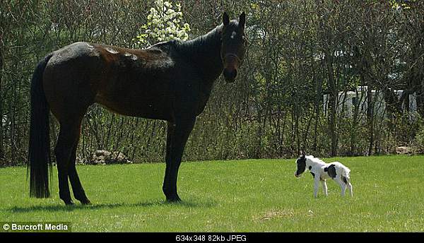 Beautiful photos from around the world.....-einstein-the-worlds-smallest-horse-gets-chummy-with-buddy.jpg