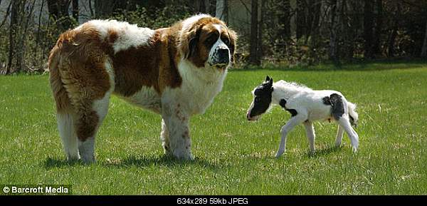 Click image for larger version

Name:	He also plays with his owner's dog Lilly.jpg‎
Views:	214
Size:	59.5 KB
ID:	24652