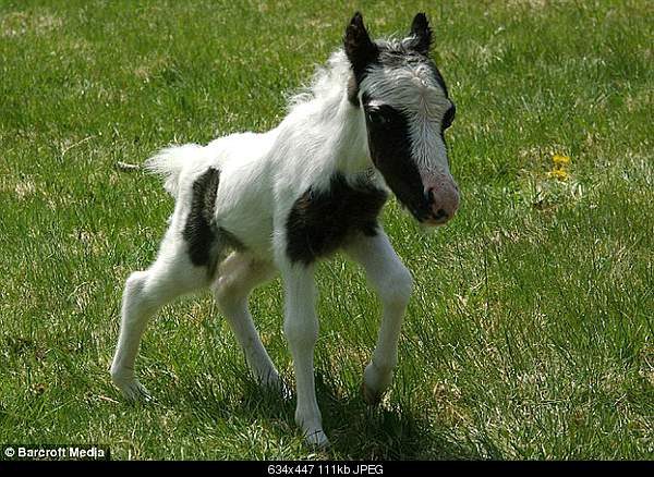 Beautiful photos from around the world.....-einstein-the-worlds-smallest-horse-gets-set-for-first-birthday.jpg