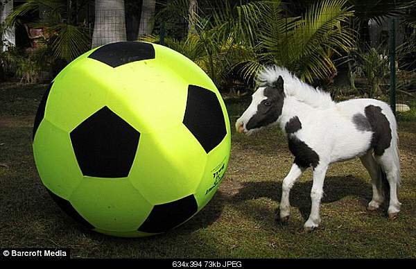 Beautiful photos from around the world.....-einstein-is-even-smaller-than-a-football-but-that-doesnt-stop-him-using-his-nose-to-push-the-ba.jpg