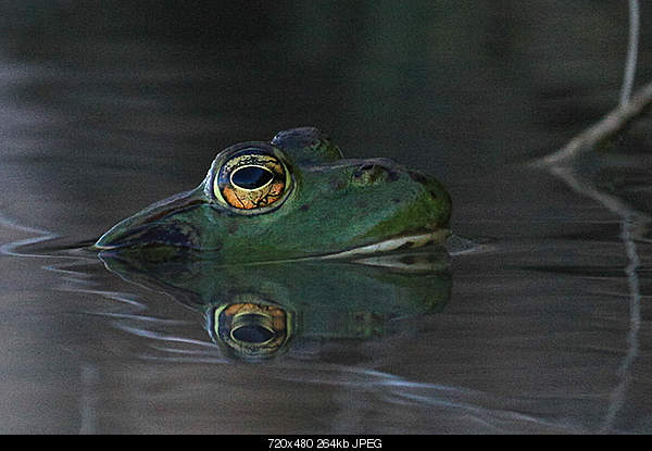 Beautiful photos from around the world.....-frog.jpg
