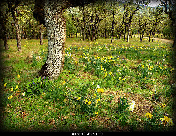 Beautiful photos from around the world.....-saturday-april-9-2011-medford-or.jpg