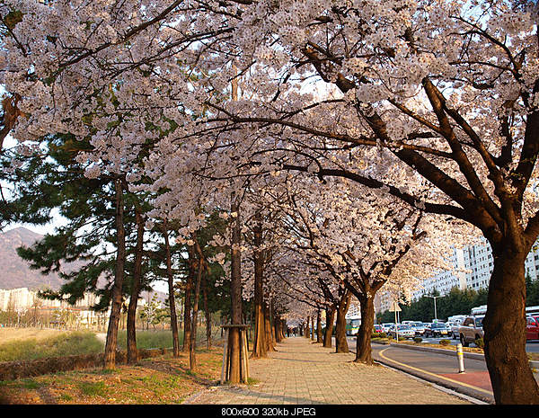 Beautiful photos from around the world.....-streets-of-changwon-south-korea.jpg