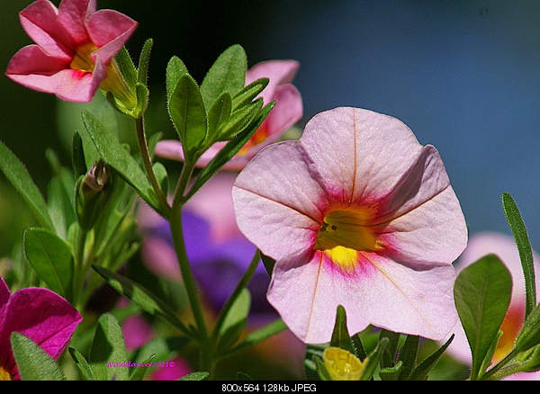 Beautiful photos from around the world.....-friday-may-6-2011-mossy-head-fl.jpg