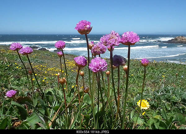 Beautiful photos from around the world.....-monday-may-9-2011-fort-bragg-ca.jpg