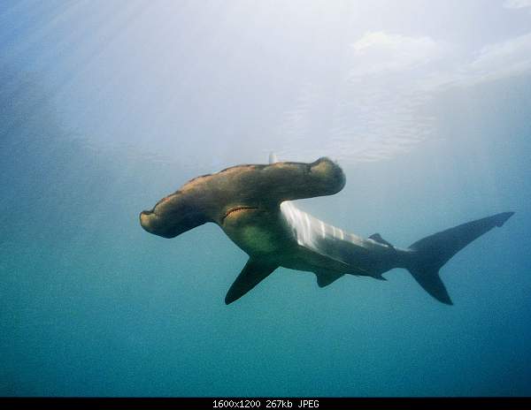 ::::   ::::-animals_under_water_hammerhead_shark_005520_.jpg