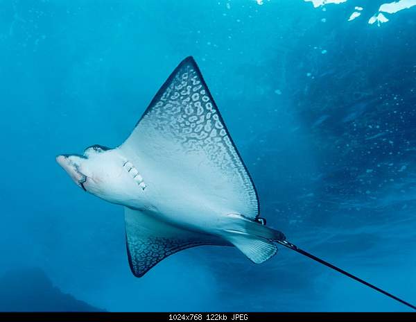 ::::   ::::-animals_under_water_spotted_eagle_ray_005529_.jpg