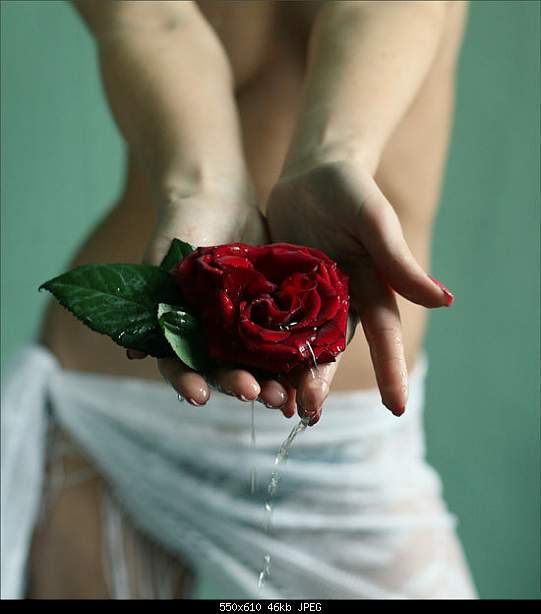 ♥ Love- signifies live! ♥ -  ! ♥-wet_rose_in_hand.jpg