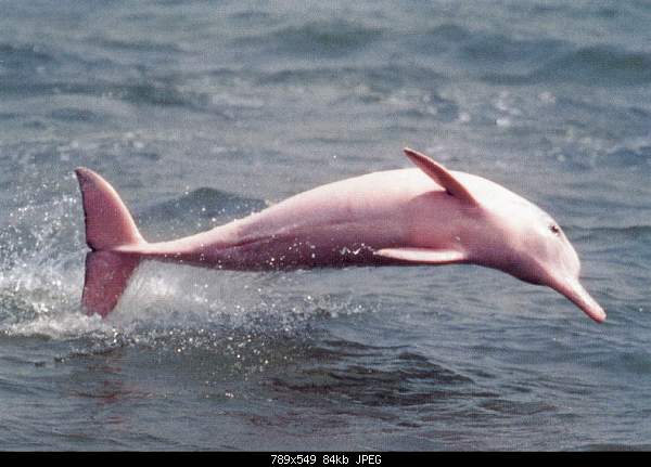 Click image for larger version

Name:	pinkdolphin.jpg‎
Views:	83
Size:	84.2 KB
ID:	8754
